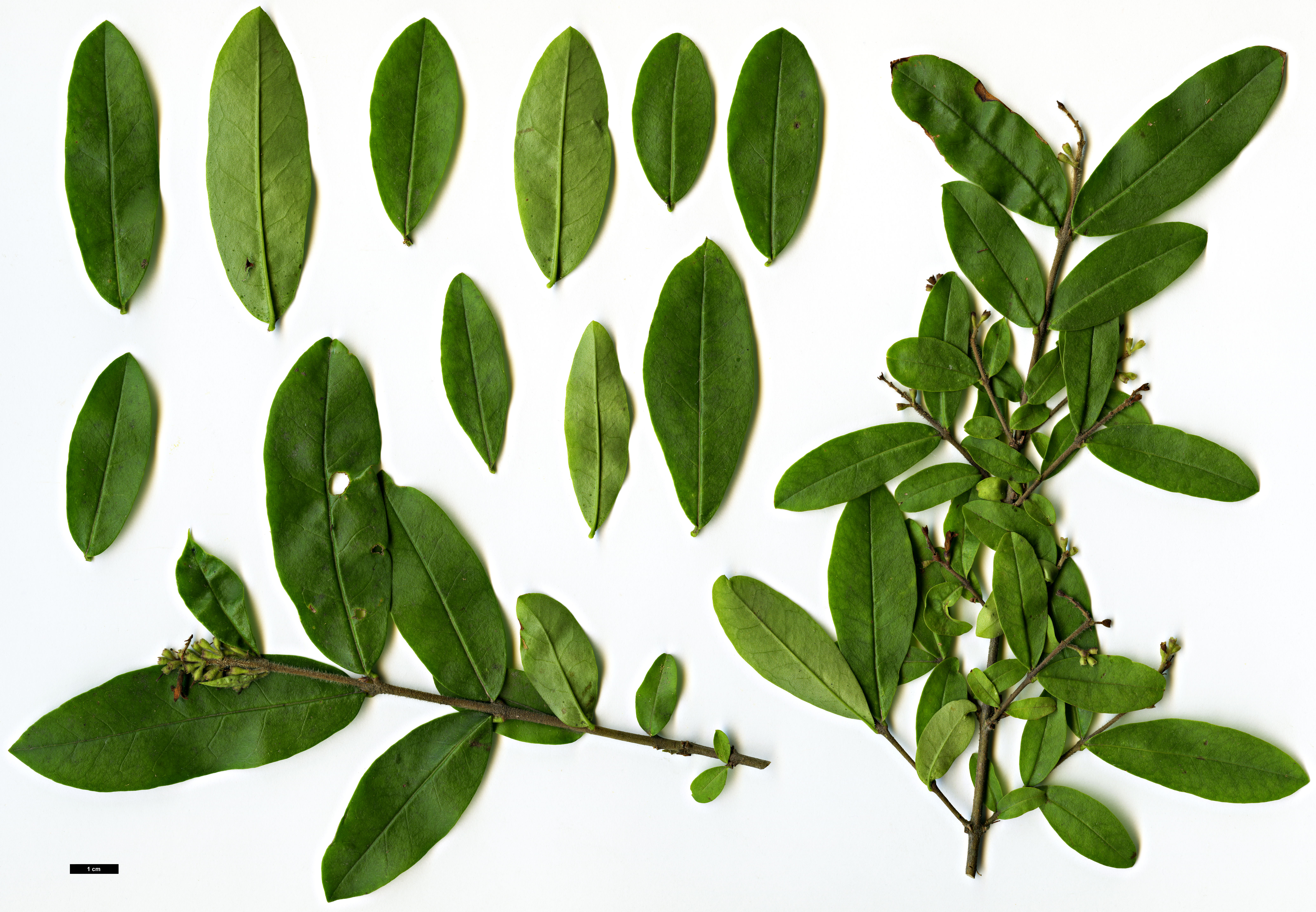 High resolution image: Family: Oleaceae - Genus: Ligustrum - Taxon: obtusifolium - SpeciesSub: var. regelianum